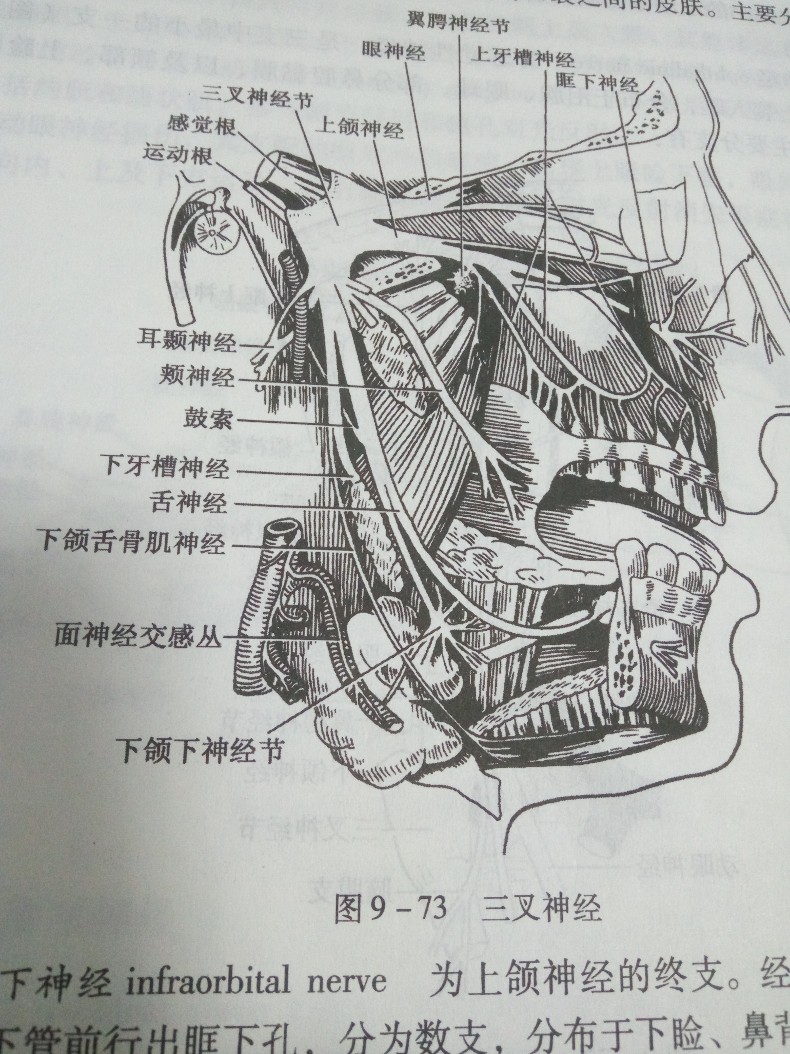 三叉神经有三个分枝,即眼神经,上颌神经,下颌神经,当某一枝受到病变